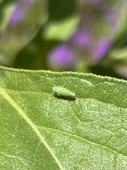 Graphocephala cythura