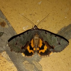 Catocala grynea