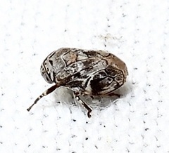 Clastoptera laevigata