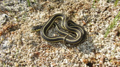 Thamnophis elegans hueyi