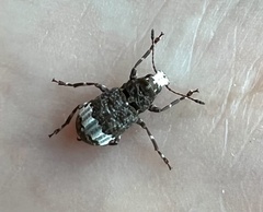 Eurymycter