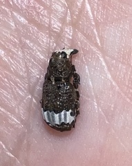 Eurymycter