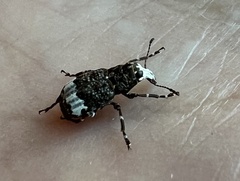Eurymycter