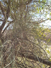 Ephedra triandra