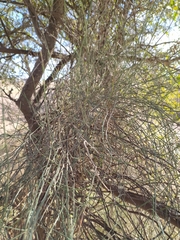Ephedra triandra