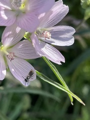 Sidalcea campestris