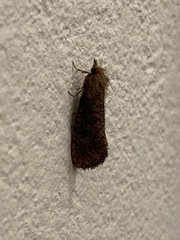 Acrolophus propinqua