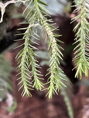 Phlegmariurus varius