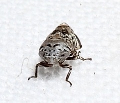 Clastoptera laevigata