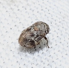 Clastoptera laevigata