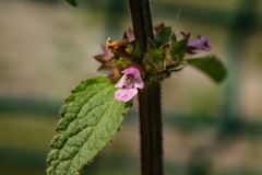 Stachys agraria