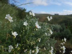 Hackelia diffusa arida