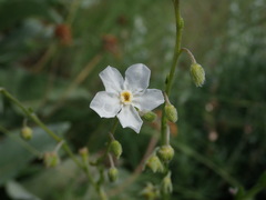 Hackelia diffusa arida