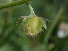 Hackelia diffusa arida