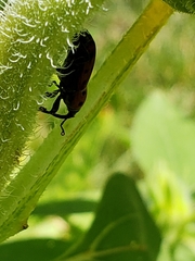 Rhodobaenus tredecimpunctatus