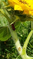 Rhodobaenus tredecimpunctatus