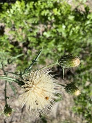 Cirsium canescens