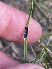 Asteromyia chrysothamni