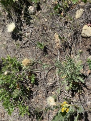 Cirsium canescens