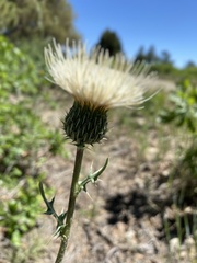 Cirsium canescens