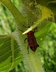 Rhodobaenus tredecimpunctatus