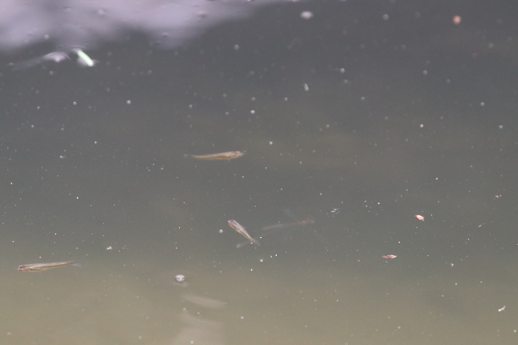 Chubby Livebearer