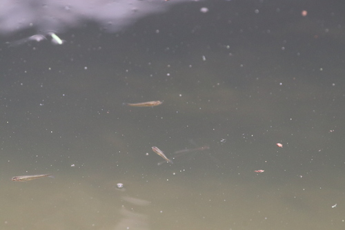 Chubby Livebearer