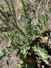 Cirsium canescens