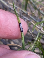 Asteromyia chrysothamni