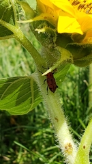 Rhodobaenus tredecimpunctatus