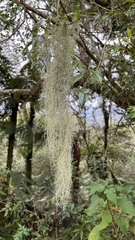 Usnea barbata