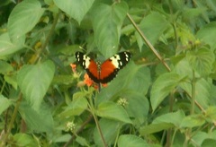 Heliconius hecale melicerta