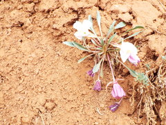 Oenothera cespitosa