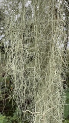 Usnea barbata
