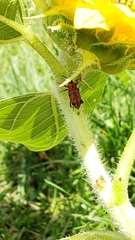 Rhodobaenus tredecimpunctatus