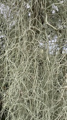 Usnea barbata