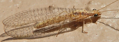 Eremochrysa