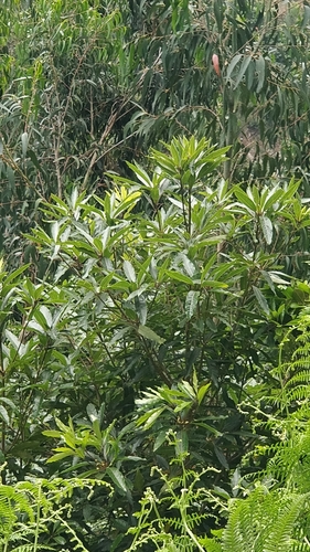 Pittosporum image