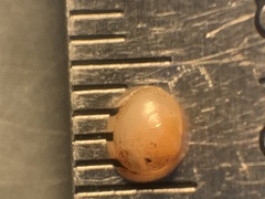 Sphaerium occidentale