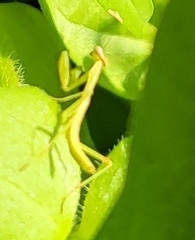 Stagmomantis carolina