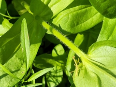 Stagmomantis carolina