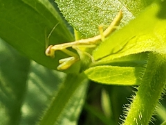 Stagmomantis carolina