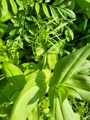 Stagmomantis carolina