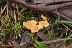 Gloeoporellus merulinus