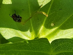 Stagmomantis carolina