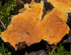 Gloeoporellus merulinus