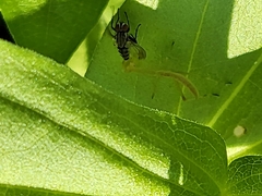 Stagmomantis carolina