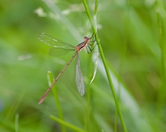 Lestes inaequalis