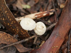 Entoloma albidosimulans