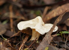 Entoloma albidosimulans